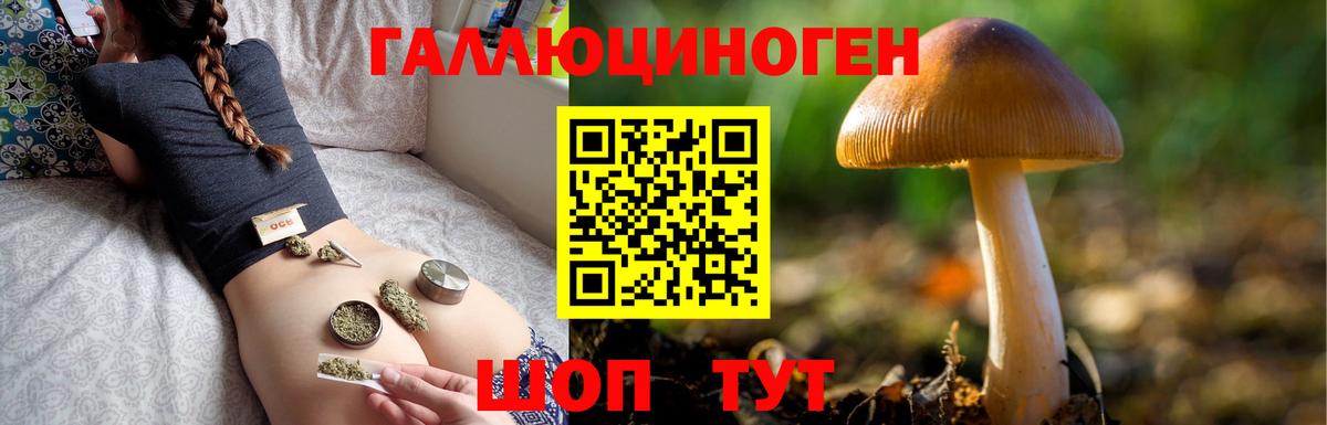 Галлюциногенные грибы Psilocybe  Вышний Волочёк 